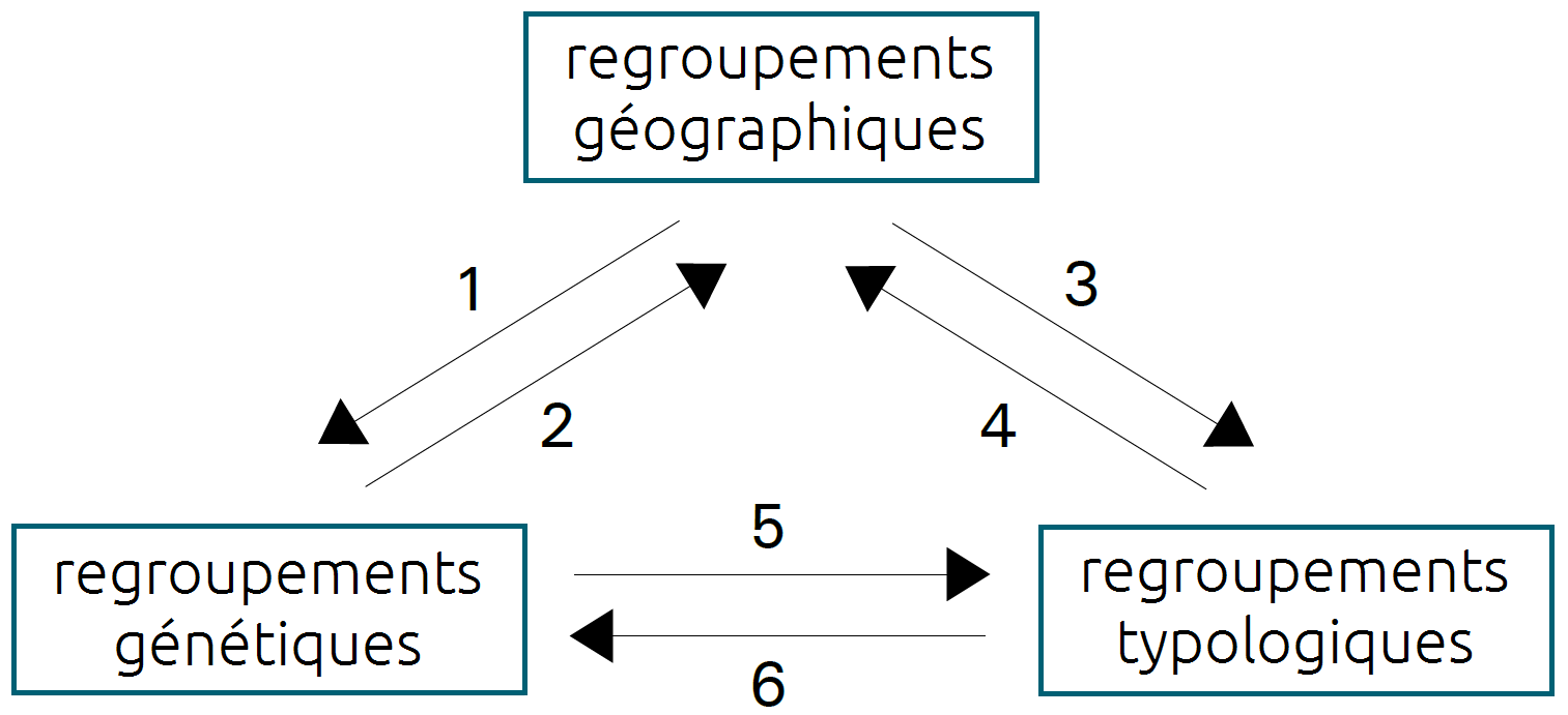 représentation schématique des relations entre les différentes classifications des langues résumées en six propositions. Le schéma adopte une forme triangulaire. Le sommet du triangle s'appelle regroupements géographiques, la base gauche du triangle regroupemements génétiques et la base droite regroupements typologiques. Une flèche qui va de regroupements géographiques à regroupements génétiques correspond à la proposition 1 : a. un regroupement géographique ne correspond pas à un regroupement génétique et b. un regroupement géographique peut être génétiquement homogène. Une flèche va de regroupements génétiques à regroupements géographiques, elle correspond à la proposition 2 : a. un regroupement génétique n'est pas nécessairement lié à une distribution géographique et b. les grandes familles de langues ont une distribution géographique homogène. Une flèche part de regroupements géographiques et pointe vers regroupements typologiques, elle correspond à la propposition 3 : a. un regroupement géographique ne correspond pas à un type linguistique et b. un regroupement géographique peut présenter un faisceau de propriétés typologiques. Une quatrième flèche part de regroupements typologiques et pointe vers regroupements géographiques, elle correspond à la proposition 4 : un type de langues n’est pas lié à une distribution géographique homogène. Une cinquième flèche part de regroupements génétiques et se dirige vers regroupements typologiques pour représenter la proposition 5 : les regroupements génétiques sont relativement homogènes quant à leur type linguistique. Une sixième et dernière flèche va de regroupements typologiques vers regroupements génétiques et correspond à la proposition 6 : un type linguistique n'est pas spécifique à un regroupement génétique donné.