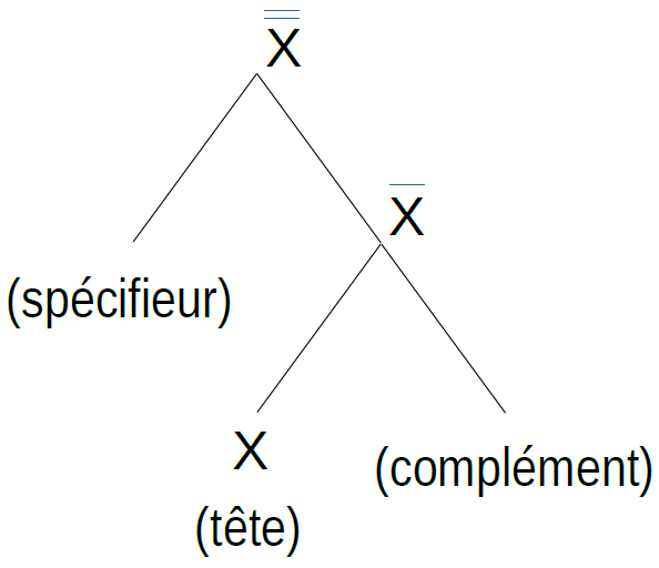 schéma de la structure générale avec X double barre en haut, suivi de spéficieur et X barre simple en haut, auquel sont rattachés "X (tête)" et (complèment)