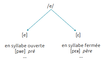 phonème /e/ suivi d'une double flèche allant vers le bas ; une vers la droite et l'autre vers la gauche